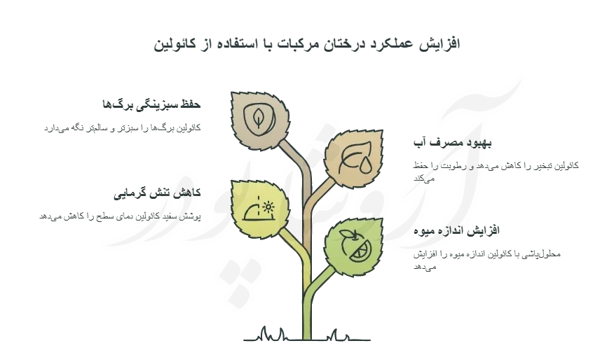 مزایای جانبی کائولین برای درختان مرکبات